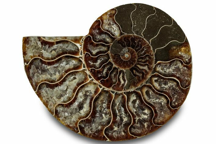 Cut & Polished Ammonite Fossil (Half) - Crystal Pockets #323316